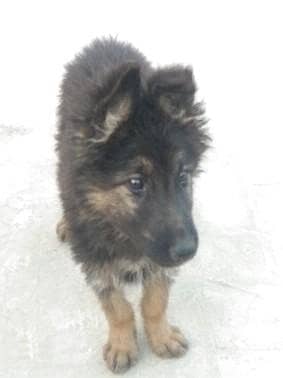 German shepherd puppy