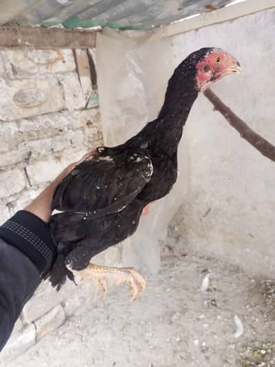 o shamo chiks available