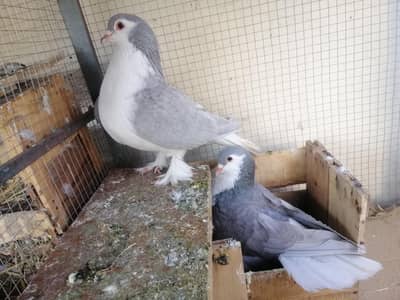 German Sherazi Pair for sale