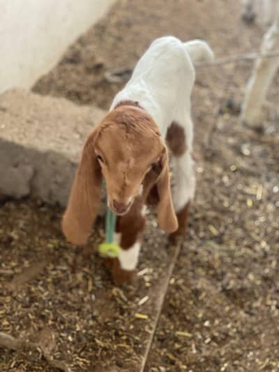 Goats male kid