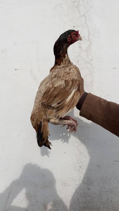 high quality aseel nadi