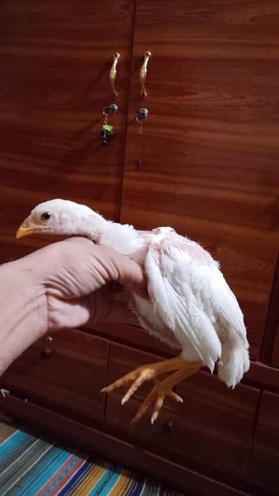 mianwali white Heera Aseel breeder pair egg mushka or Heera chiicks