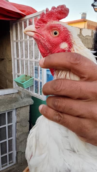 mianwali white Heera Aseel breeder pair read add