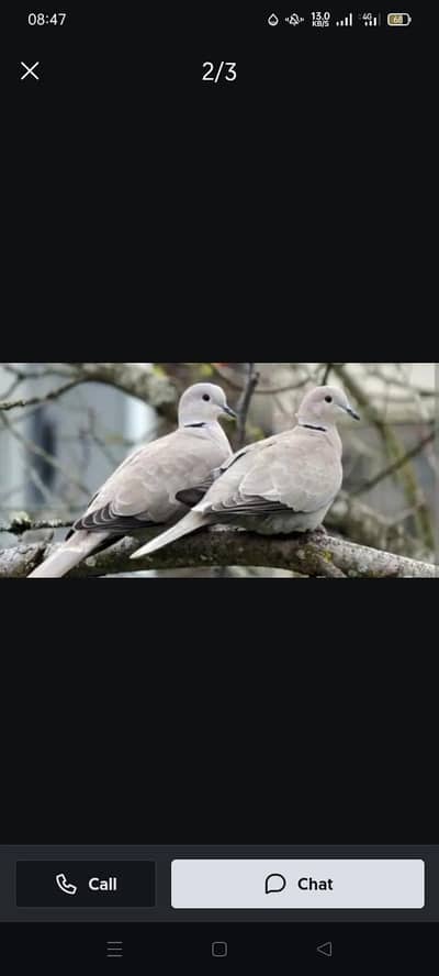 parat and dove khumra