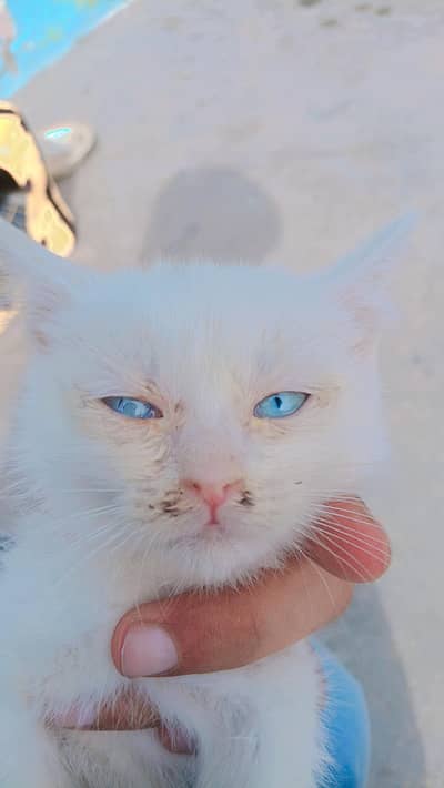 persion kitten thory thory train Hain