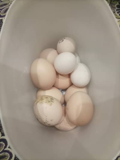 Eggs White Bantam + Lightsusex