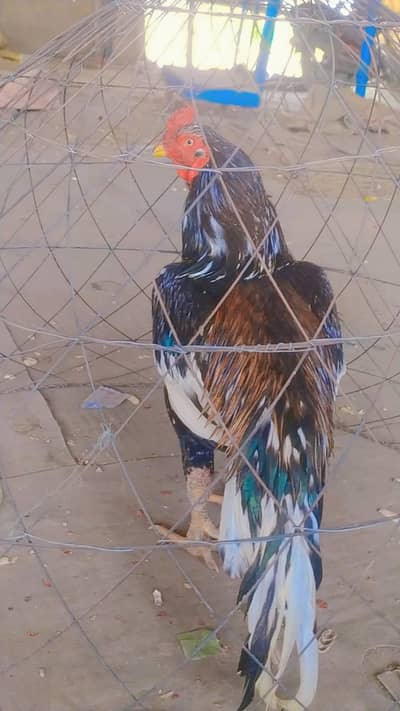 aseel lasani cross high quality bird old blood line