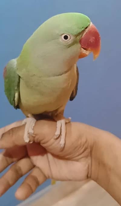 raw femele TALKING on mund matai team zero bite