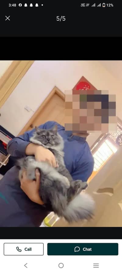 Russian cat long coat