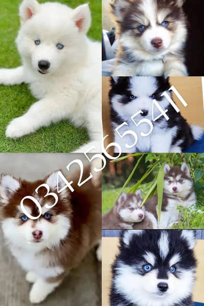 Siberian husky puppies 03425655411