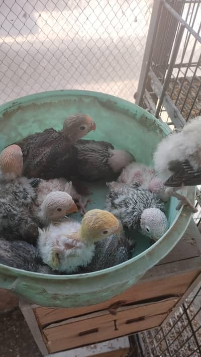11 Love birds chicks available for handtame