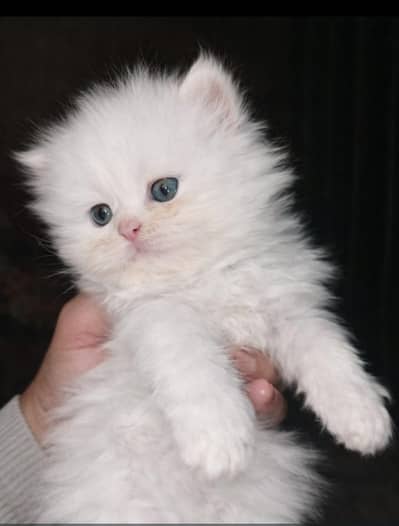 Two kitten Punch face triple coat