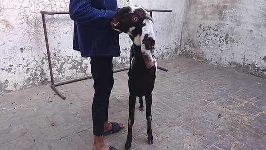 pure beetal nagra path