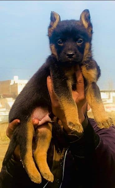 German shepherd mail 2 mahnt for sale active and healthy