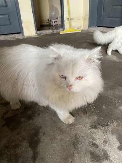 Russian cat for sale male female available