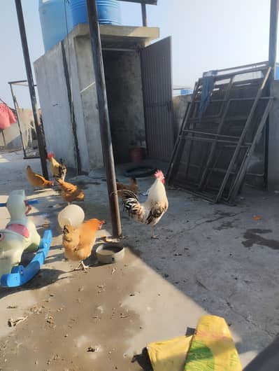 Desi egg laying hens