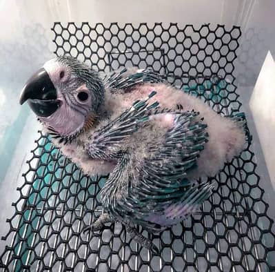 Macaw parrot 03304183613