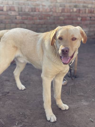 Labrador 11 months old male