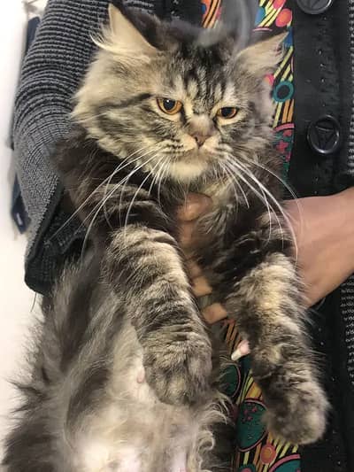 female persian cat / semi punch face / full breeder / urgent sale