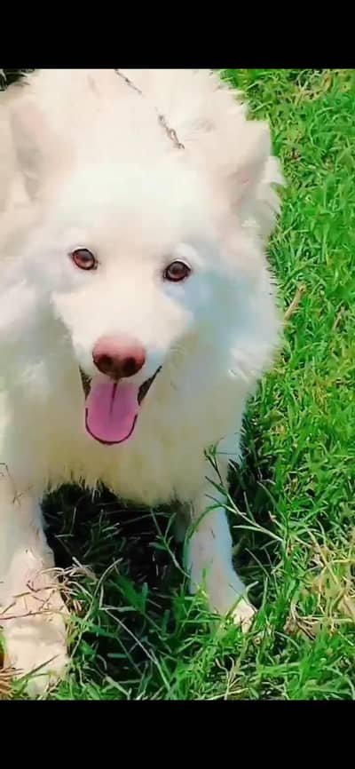 Tripple Coat Russian Male  black and pink nose.