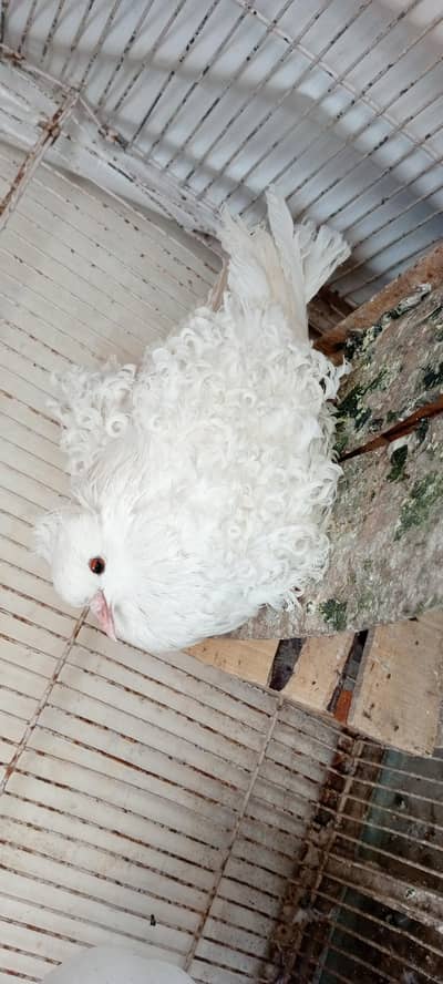 Frillback jumbo size female