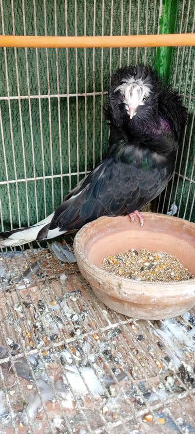 Frillback jumbo size female