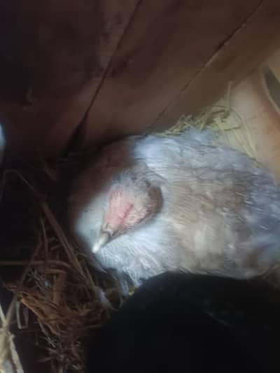 pure desi aseel kurak murghi