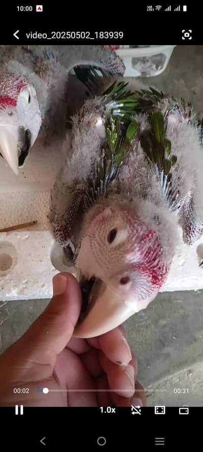 Green wing Macaw  chick's