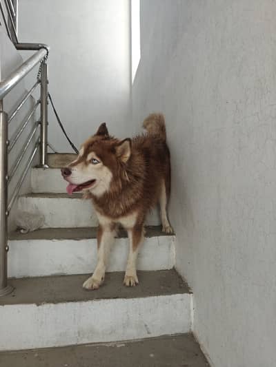 Friendly good for family dog