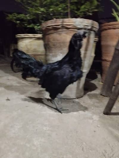 ayam cemani murgy