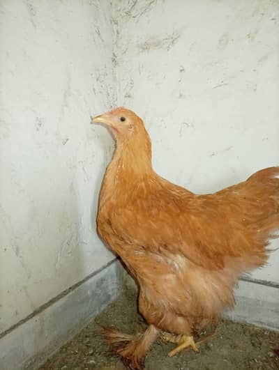 "Pick the Best Golden Buff"