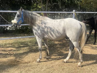 Anglo Arab gelding
