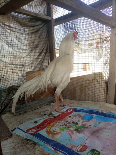 Aseel Mianwali jagiri cross heera male Available For sale 03352725761