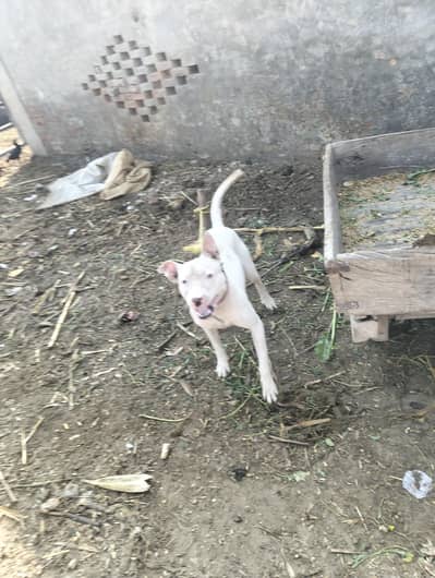 khoti gultari pure dog