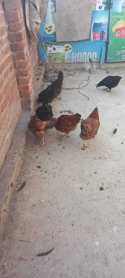 ghar ki pali hoi desi murgian