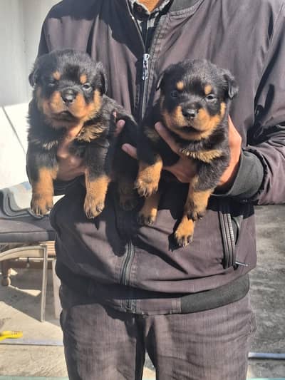 Rottweiler puppies up for new home