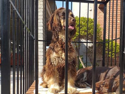 English Cocker Spaniel Puppy  (Female)