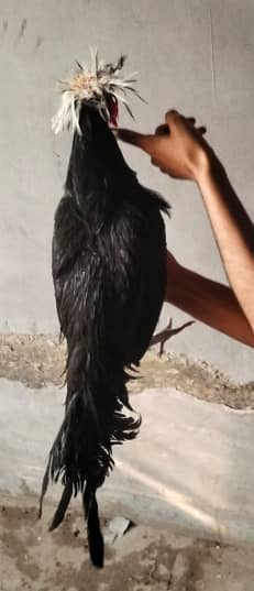 fancy hen | black polish murgha | breeder murgha | 2 murgha