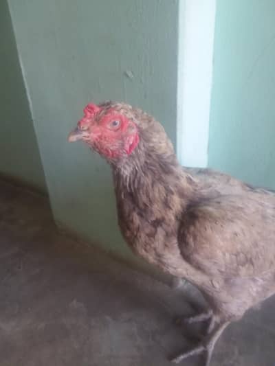 pure Aseel  murgi Ande wali