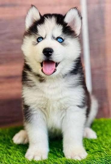 Siberian husky Dog My WhatsApp 03492207133 (00&$#