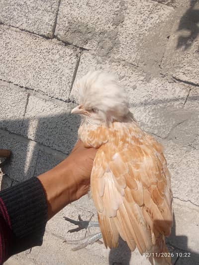 polish chick available