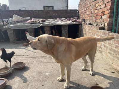 labrador male breeder only for stud sale ni karna bus cross ka. leya ha