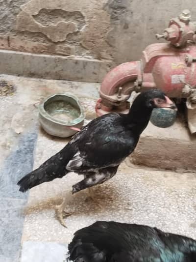 aseel male and female