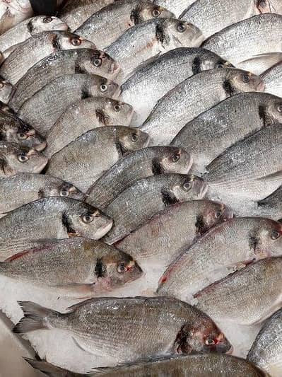 fresh fish and prawns