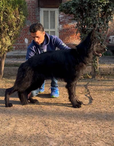 German shepherd black long hair female / pedigreed
