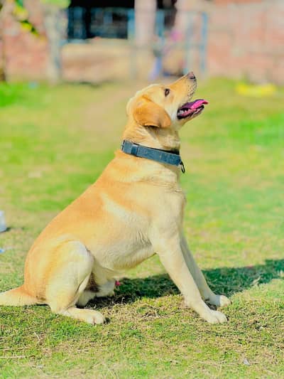 Yellow labrador dog for sale. 03461342301