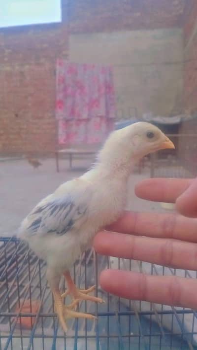 Shamoo chicks fully healthy