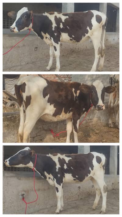 frezan  03017737409 whatsp