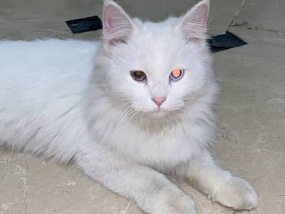 Rare Odd Eyes White Cat for Sale (Blue + Hazel)