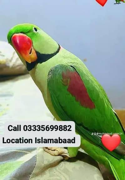 Kashmiri Raw Breeder Male Parrot Not Tame Only For Breeding Purpose